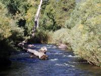 Fly fish the Cimarron River.  New Mexico fly fishing in Eagle Nest